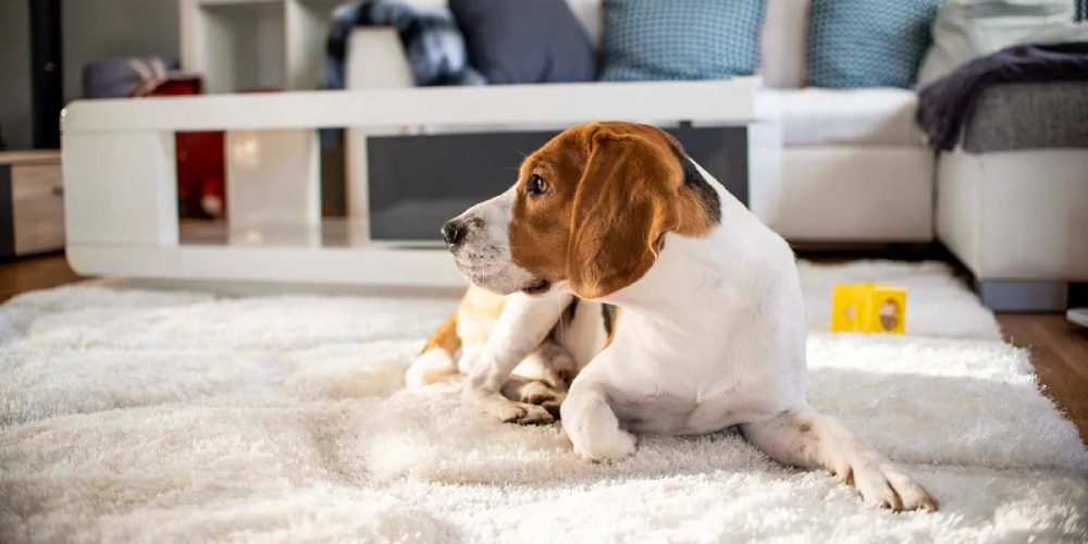 How Pet Owners Can Keep Carpets Smelling Fresh